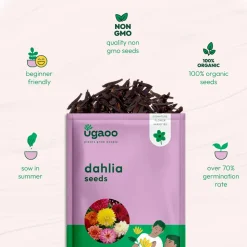Dahlia Seeds