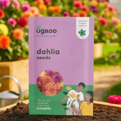 Dahlia Seeds
