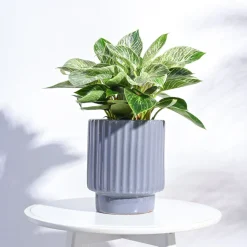 Dark Affinity Ceramic Pot