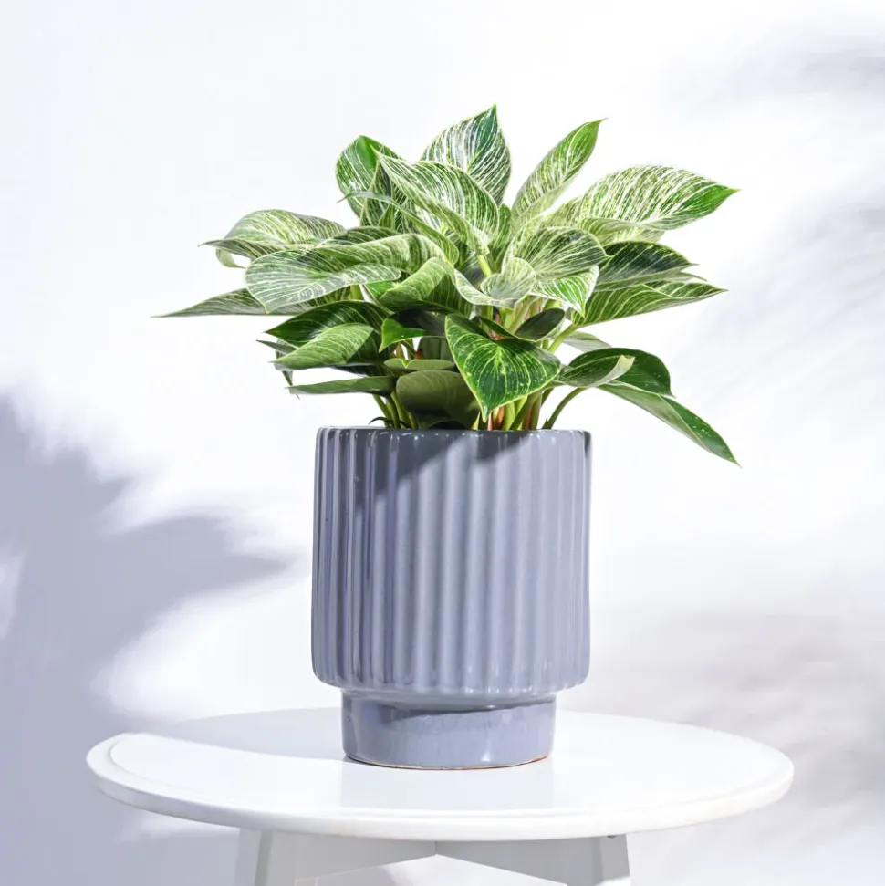 Dark Affinity Ceramic Pot