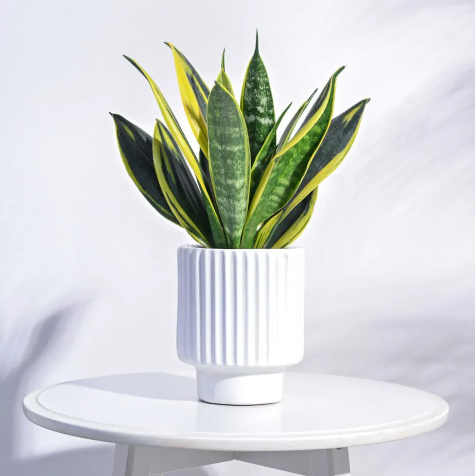 Dark Affinity Ceramic Pot