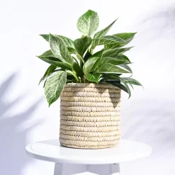 Date Palm Planter