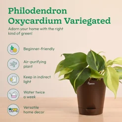 Decorative Indoor Plant Combo - Variegated & Tropical Greens