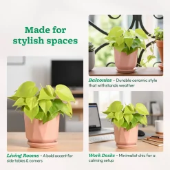 Diamond Ceramic Pot