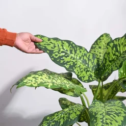 Dieffenbachia Cheetah Plant - XL