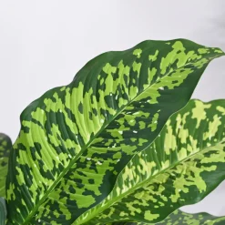 Dieffenbachia Cheetah Plant - XL
