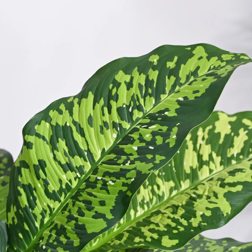Dieffenbachia Cheetah Plant - XL