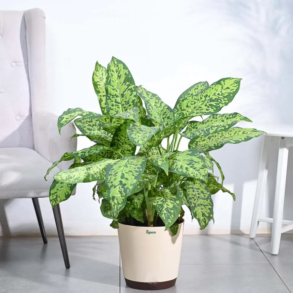 Dieffenbachia Cheetah Plant - XL
