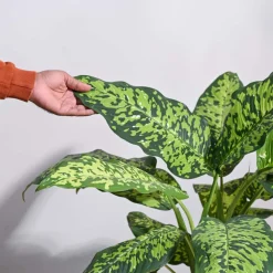 Dieffenbachia Cheetah Plant - XL