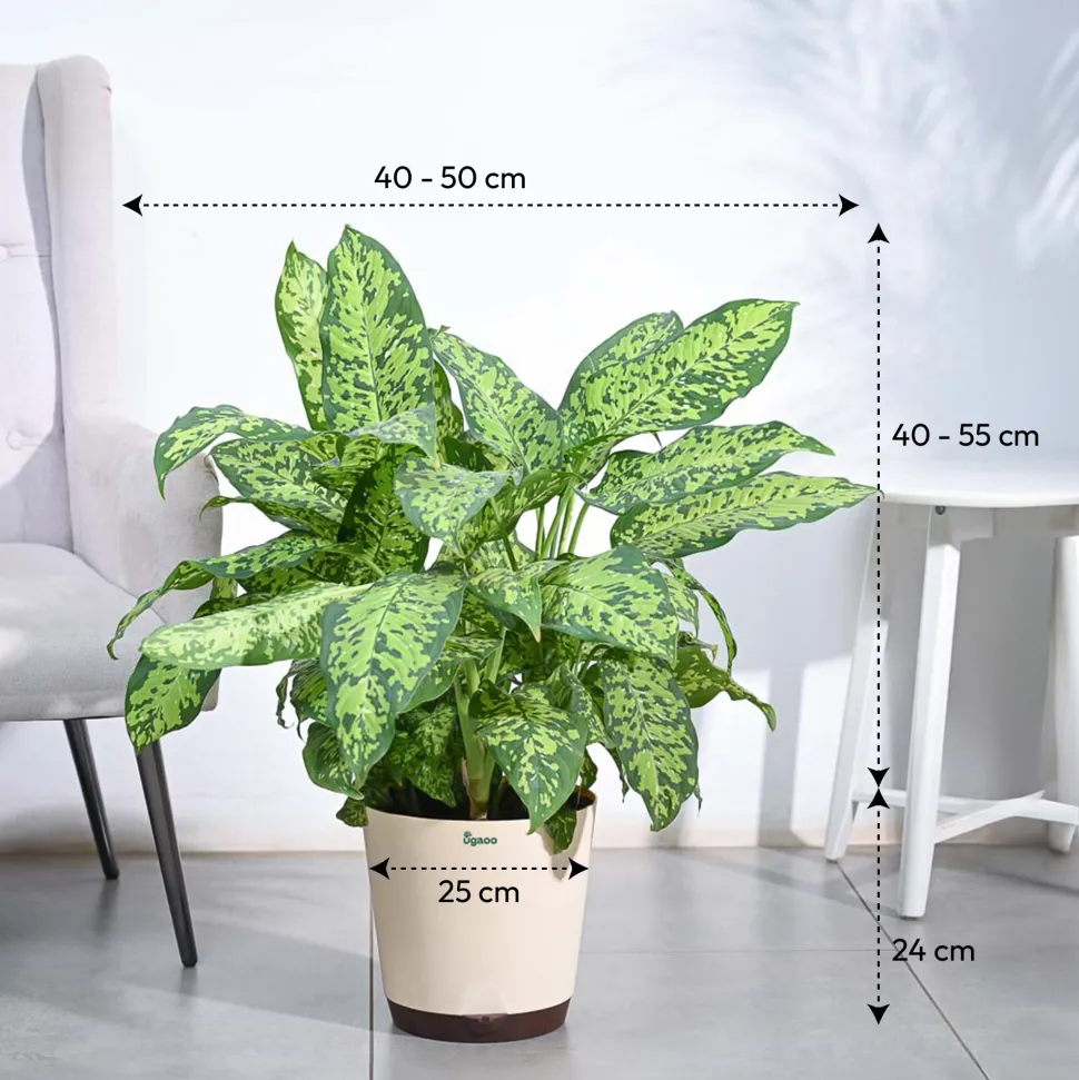 Dieffenbachia Cheetah Plant - XL