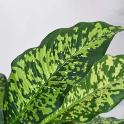 Dieffenbachia Cheetah Plant - XL