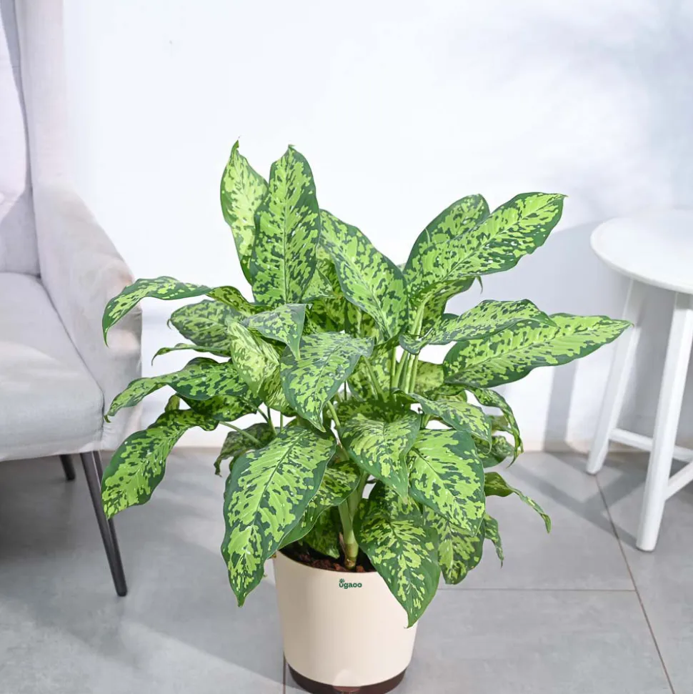 Dieffenbachia Cheetah Plant - XL