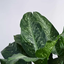 Dieffenbachia Plant XL