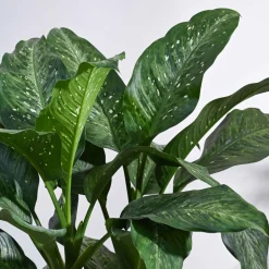 Dieffenbachia Plant XL