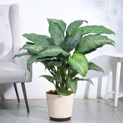 Dieffenbachia Plant XL