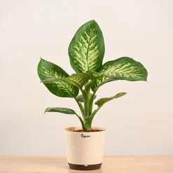 Dieffenbachia Tropic Snow Plant - Large