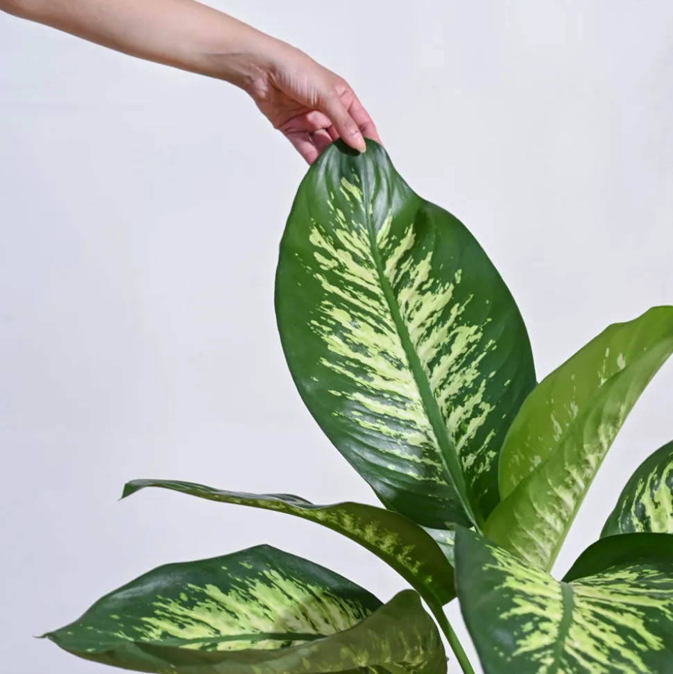 Dieffenbachia Tropic Snow Plant - XL