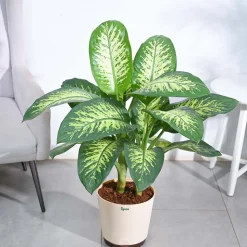 Dieffenbachia Tropic Snow Plant - XL