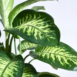 Dieffenbachia Tropic Snow Plant - XL