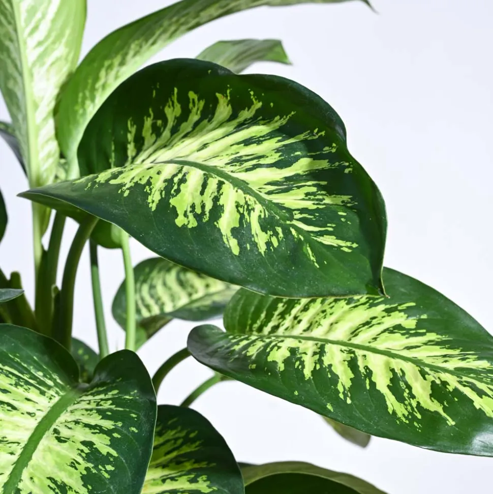 Dieffenbachia Tropic Snow Plant - XL