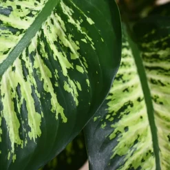 Dieffenbachia Tropic Snow Plant - XL