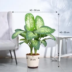 Dieffenbachia Tropic Snow Plant - XL