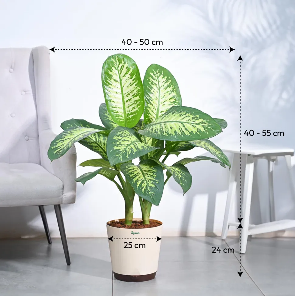 Dieffenbachia Tropic Snow Plant - XL