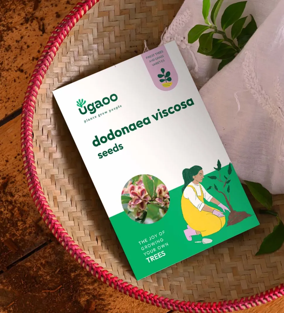 Dodonaea Viscosa Seeds - 100 g