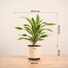 Dracena Lemon Lime Plant - Large