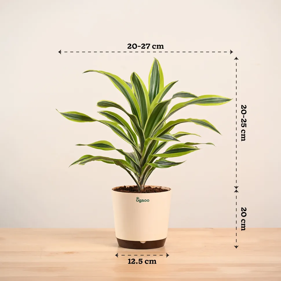 Dracena Lemon Lime Plant - Large