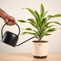 Dracena Lemon Lime Plant - Large