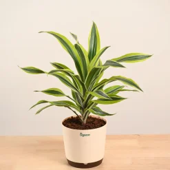Dracena Lemon Lime Plant - Large