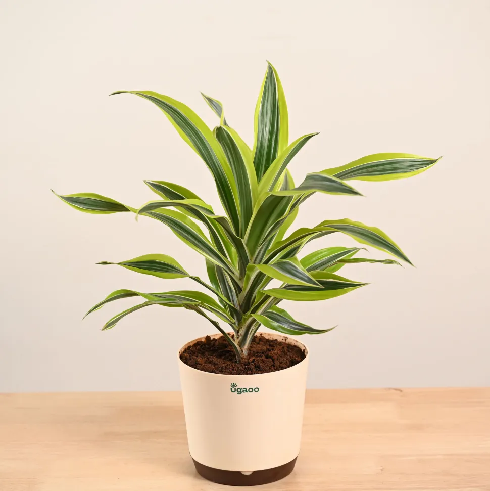 Dracena Lemon Lime Plant - Large