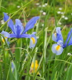 Dutch Iris Bulbs