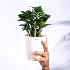 Dwarf ZZ Plant