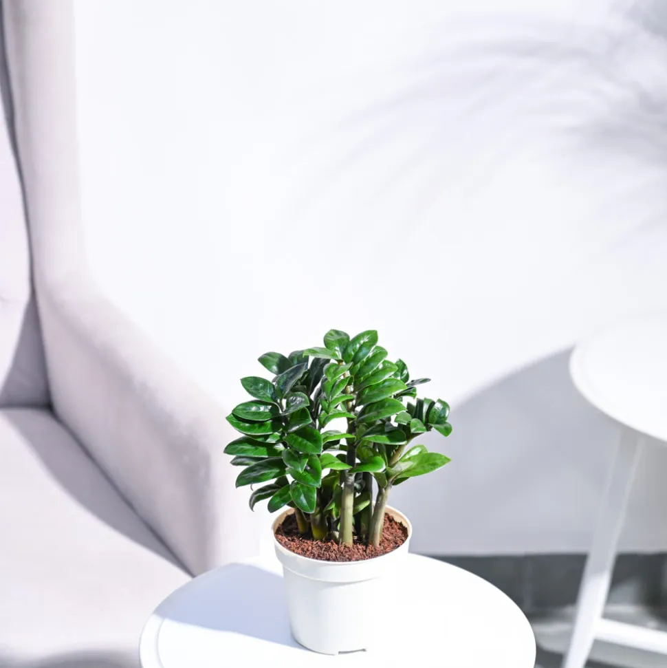 Dwarf ZZ Plant