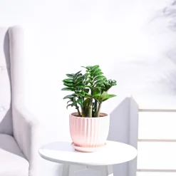 Dwarf ZZ Plant