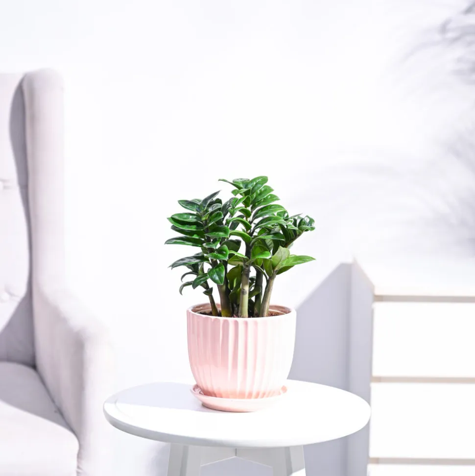 Dwarf ZZ Plant