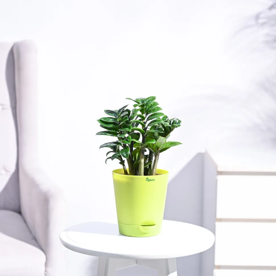 Dwarf ZZ Plant