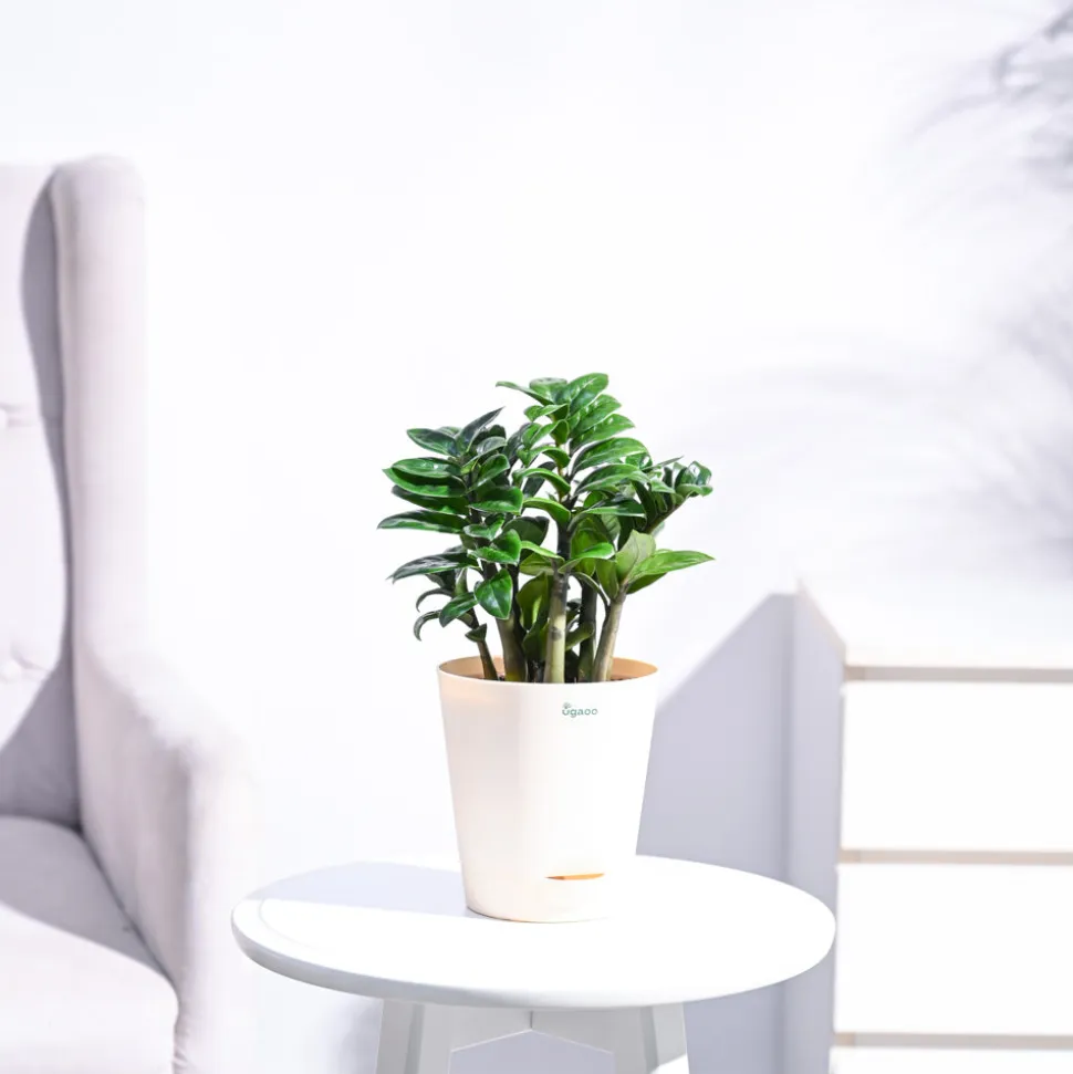 Dwarf ZZ Plant