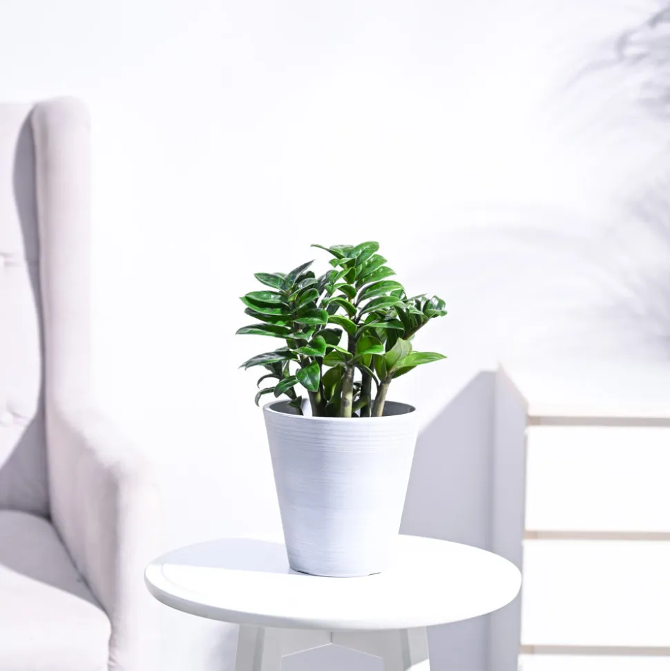Dwarf ZZ Plant