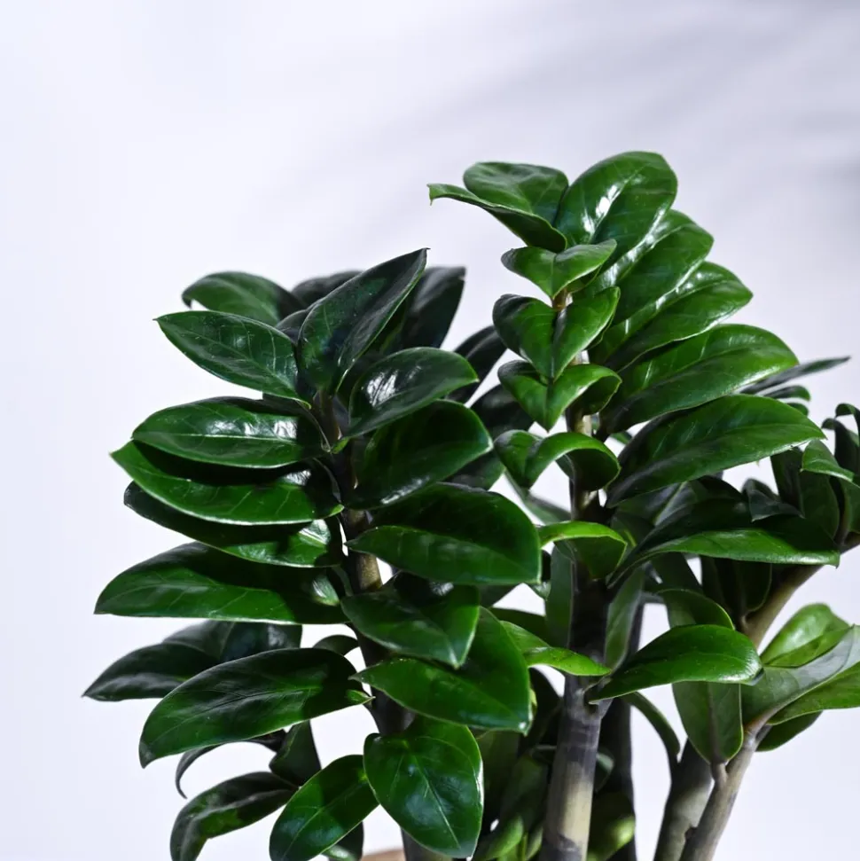 Dwarf ZZ Plant