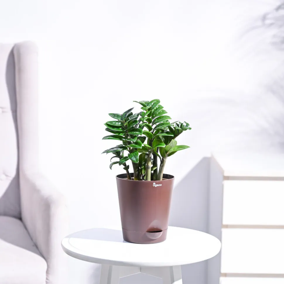 Dwarf ZZ Plant
