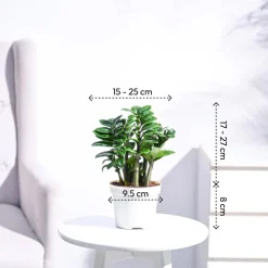 Dwarf ZZ Plant