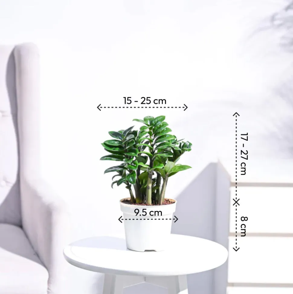 Dwarf ZZ Plant