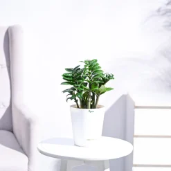 Dwarf ZZ Plant