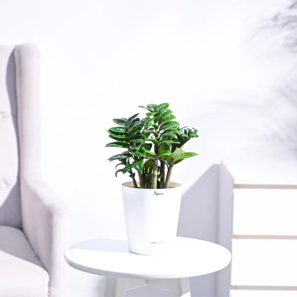Dwarf ZZ Plant