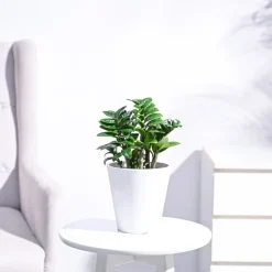 Dwarf ZZ Plant
