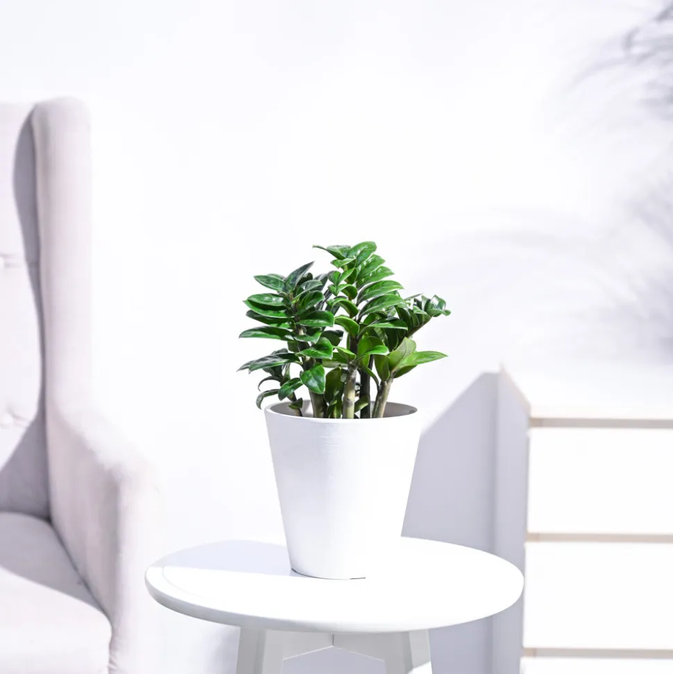 Dwarf ZZ Plant