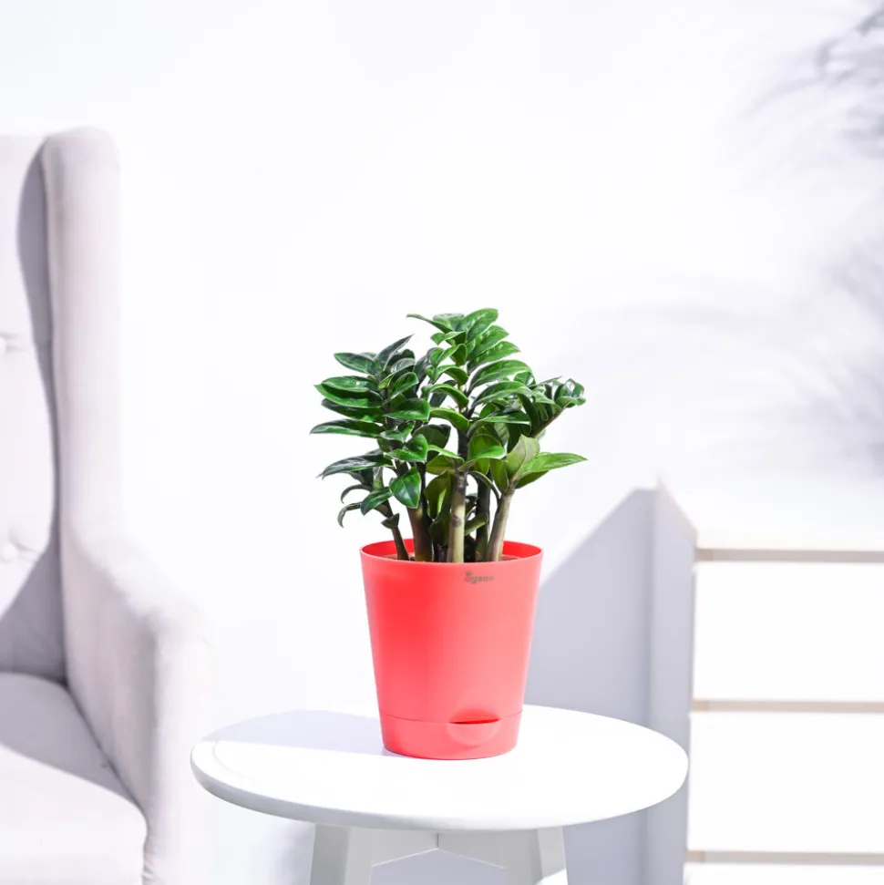 Dwarf ZZ Plant